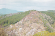 桜の吉野山